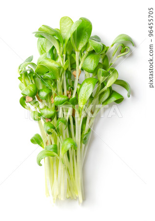 Bunch of fenugreek microgreens. Fresh and ready-to-eat seedlings, shoots, cotyledons and young plants of Trigonella foenum-graecum, used as herb, leaf vegetable, garnish and in traditional medicine. Bunch of fenugreek microgreens. Fresh and ready-to-eat seedlings, shoots, cotyledons and young plants of Trigonella foenum-graecum, used as herb, leaf vegetable, garnish and in traditional medicine. 96455705