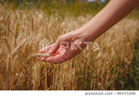 Gold wheat field and green hill. Roggenburg, Switzerland. 96455896
