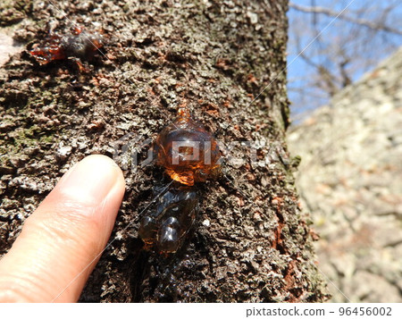 Sap exuded from the trunk of the cherry blossoms (Yani) 96456002