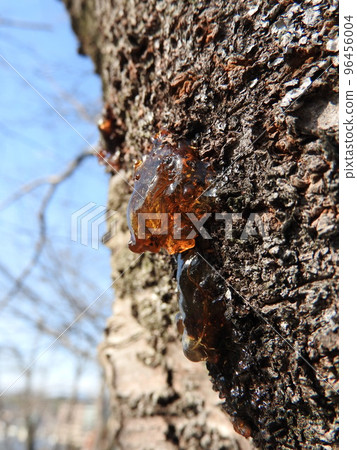 Sap exuded from the trunk of the cherry blossoms (Yani) 96456004