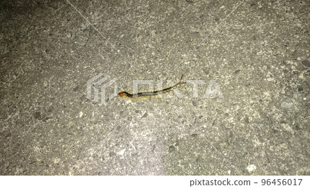 centipede centipede 96456017
