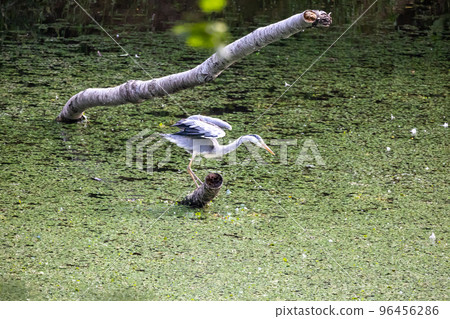 Hunting of the Hawthorn 96456286