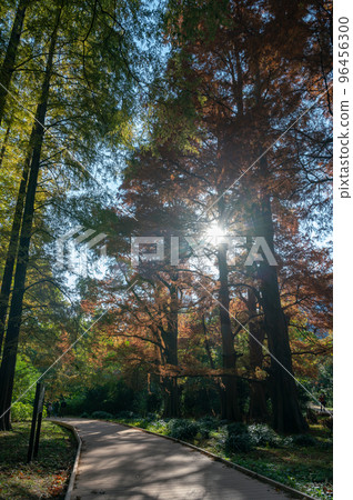 View of Metasequoia in autumn colors in a park in Shinjuku, Tokyo, Japan View of Metasequoia in autumn colors in a park in Shinjuku, Tokyo, Japan 96456300