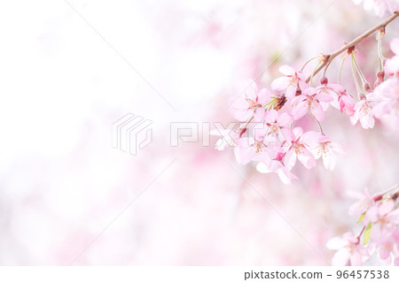 櫻花與白背 96457538