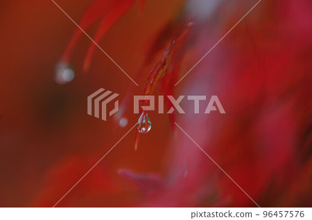 Beautiful with water droplets on the tips of the red leaves 96457576
