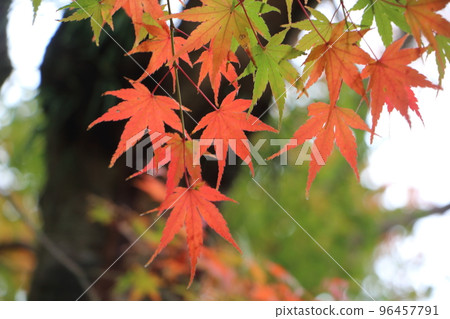 Autumn leaves of Tempaizan Historical Natural Park Autumn leaves of Tempaizan Historical Natural Park 96457791