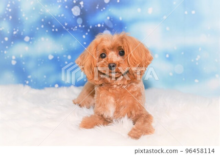 Snap of maltipoo mix dog Snap of maltipoo mix dog 96458114