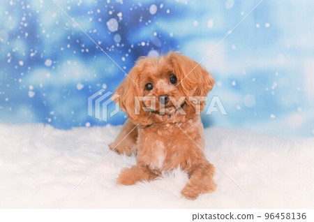Snap of maltipoo mix dog 96458136