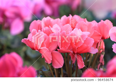 仙客來 聖誕花園 仙客來 仙客來 聖誕花園 仙客來 96458674