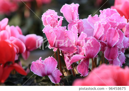 仙客來 聖誕花園 仙客來 96458675