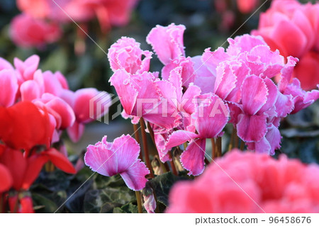 仙客來 聖誕花園 仙客來 仙客來 聖誕花園 仙客來 96458676