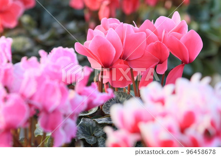 Cyclamen Christmas Flower Garden Cyclamen 96458678