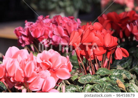 Cyclamen Christmas Flower Garden Cyclamen Cyclamen Christmas Flower Garden Cyclamen 96458679