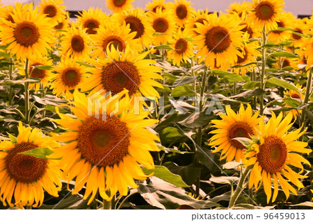 Summer flower Sunflower 96459013