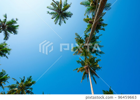 Coconut palm trees over blue sky at sunny summer day with copy space Coconut palm trees over blue sky at sunny summer day with copy space 96459663