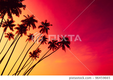 Coconut palm trees silhouettes on tropical beach with clear colorful sunset sky Coconut palm trees silhouettes on tropical beach with clear colorful sunset sky 96459665