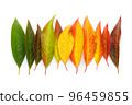 Colorful autumn leaf gradient transition from green to yellow and red leaves, fall foliage isolated 96459855