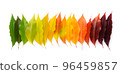 Colorful autumn leaf rainbow gradient transition from green to yellow and red leaves 96459857