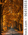 Empty country road with golden autumn acorn trees on sides, yellow fall foliage at sunny morning 96459858
