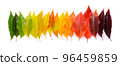 Life cycle of a leaf, season change concept. Autumn leaves from green to dark red in a row isolated 96459859