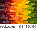 Colorful autumn leaf gradient transition from green to vibrant yellow and red leaves 96459860