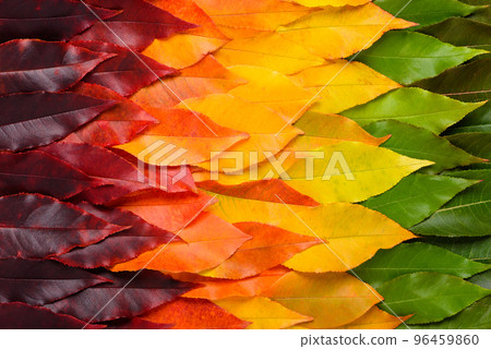 Colorful autumn leaf gradient transition from green to vibrant yellow and red leaves Colorful autumn leaf gradient transition from green to vibrant yellow and red leaves 96459860