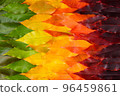 Vivid colorful autumn leaves gradient transition from green leaf to yellow and dark red 96459861