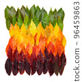 Colorful autumn leaves gradient transition from green leaf to yellow and dark red 96459863