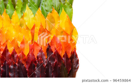 Colorful autumn leaves gradient border, fall foliage frame isolated on white background top view Colorful autumn leaves gradient border, fall foliage frame isolated on white background top view 96459864