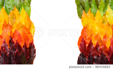 Colorful autumn leaves gradient border, fall foliage frame isolated on white background top view 96459865