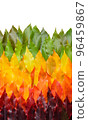 Autumn leaves gradient transition arrangement border isolated on white background 96459867
