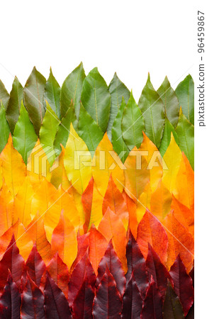 Autumn leaves gradient transition arrangement border isolated on white background Autumn leaves gradient transition arrangement border isolated on white background 96459867