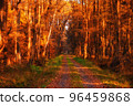 Empty road in autumn forest 96459868