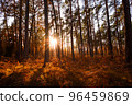 Sun rays shining between trees in pine forest with fern in autumn 96459869