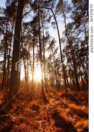 Sun rays shining between trees in pine forest with fern an grass in autumn 96459870