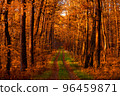 Road in autumn forest 96459871