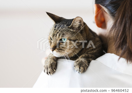 A tabby cat being held 96460452