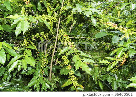 Coffee trees with coffee beans on cafe plantation of Yunlin, Taiwan. Coffee trees with coffee beans on cafe plantation of Yunlin, Taiwan. 96460501
