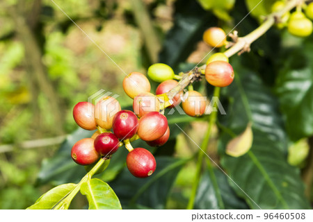 Close-up of coffee beans in the plantation of Yunlin, Taiwan. 96460508