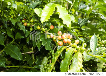 Close-up of coffee beans in the plantation of Yunlin, Taiwan. Close-up of coffee beans in the plantation of Yunlin, Taiwan. 96460515