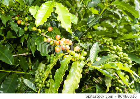 Close-up of coffee beans in the plantation of Yunlin, Taiwan. Close-up of coffee beans in the plantation of Yunlin, Taiwan. 96460516