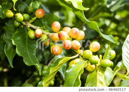 Close-up of coffee beans in the plantation of Yunlin, Taiwan. Close-up of coffee beans in the plantation of Yunlin, Taiwan. 96460517