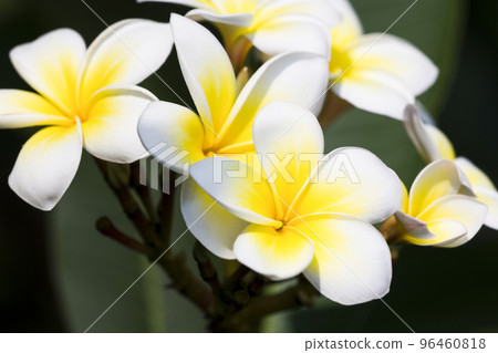 Close-up of frangipani flowers with the natural background. 96460818