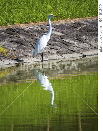 寧靜的白蒼鷺 寧靜的白蒼鷺 96461249
