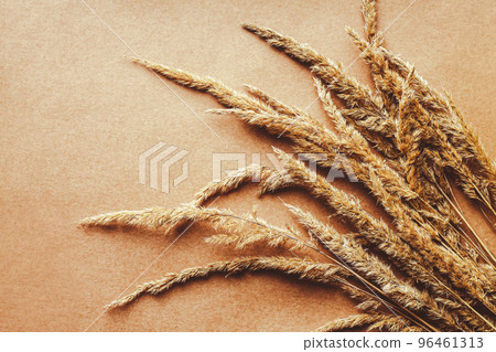 Dry pampas grass reed poster background 96461313