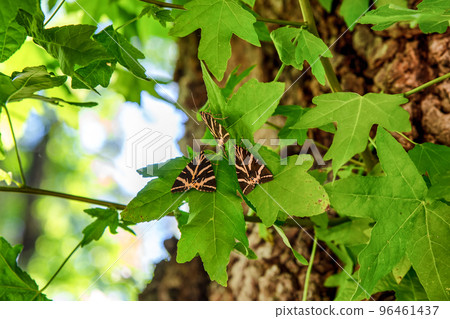 Detail of buterflies Panaxia in Butterly valley at Rhodes island in Greece Detail of buterflies Panaxia in Butterly valley at Rhodes island in Greece 96461437