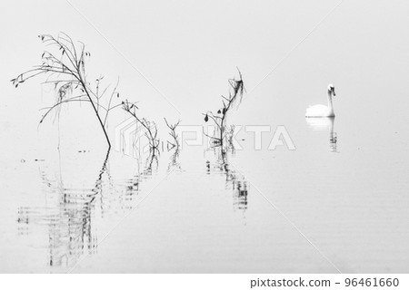 Lonely mute swan (Cygnus olor) on a misty lake Lonely mute swan (Cygnus olor) on a misty lake 96461660