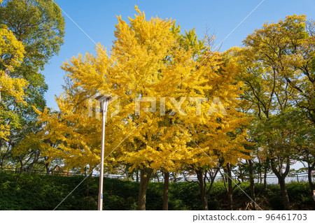 [紅葉]秋天的大阪城公園 96461703