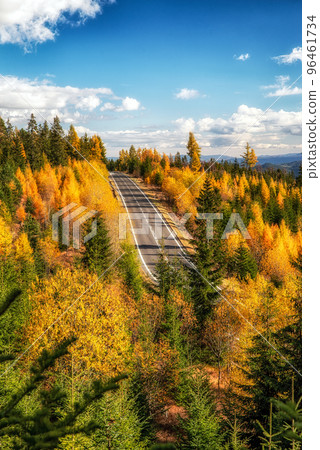 Yellow Eauropean larch trees in colorful autumn forest with empty asphalt road Yellow Eauropean larch trees in colorful autumn forest with empty asphalt road 96461734
