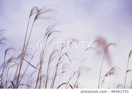 Susuki swaying in the wind Susuki swaying in the wind 96461791